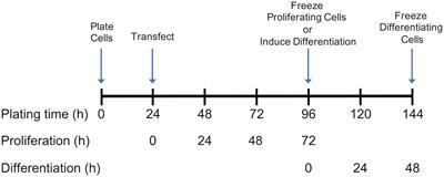 Knockdown of Death-Associated Protein Expression Induces Global Transcriptome Changes in Proliferating and Differentiating Muscle Satellite Cells